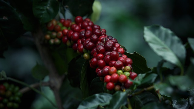 coffee
