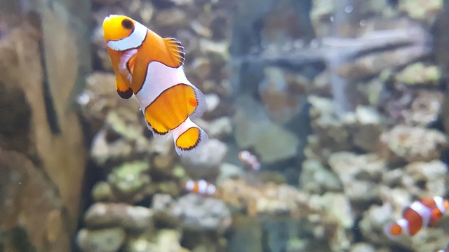 aquarium
